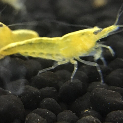 Yellow CHERRY with stripe -SOLD OUT