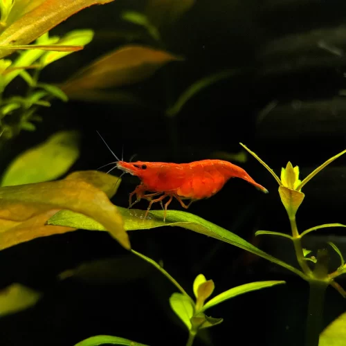 SUPREME RED - BREEDING