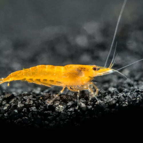 Orange  Shrimp  - BREEDING