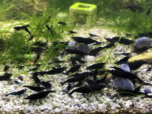 BLACK CHOCOLATE - IN STOCK. - Image 3