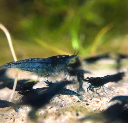 Blue dreams - BREEDING