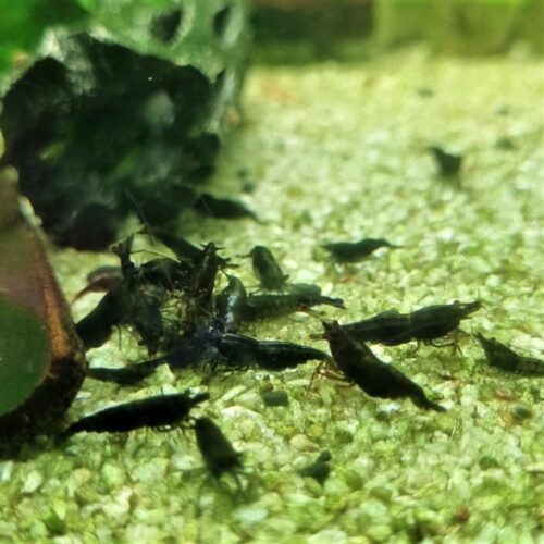 BLACK CHOCOLATE - IN STOCK.