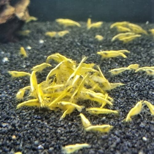 Yellow 24K - 1.2cm - SOLD OUT