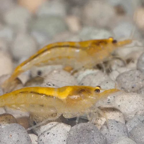 Orange CHERRY - SOLD OUT