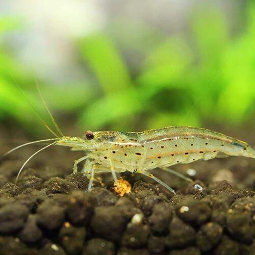 Amano shrimp - MORE IN STOCK
