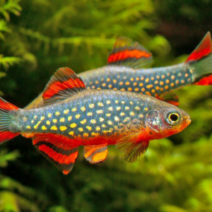 Galaxy Raspora Celestial Pearl Danio For Sale online and in Pretoria