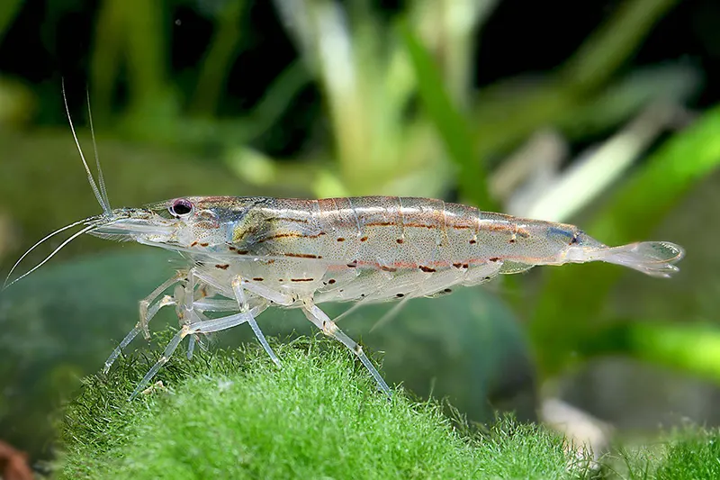 Amano-Shrimp-in-stock-for-sale-online