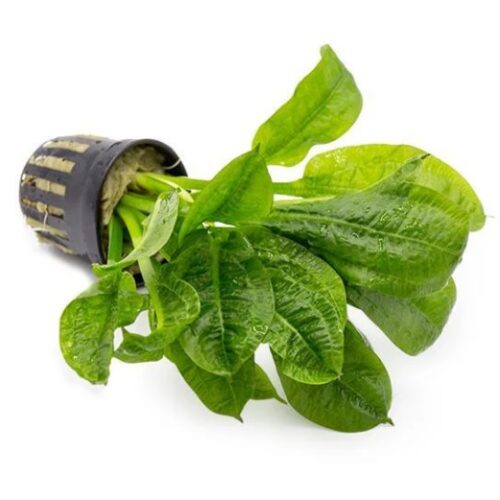 Amazon Sword "Tropica" - IN STOCK