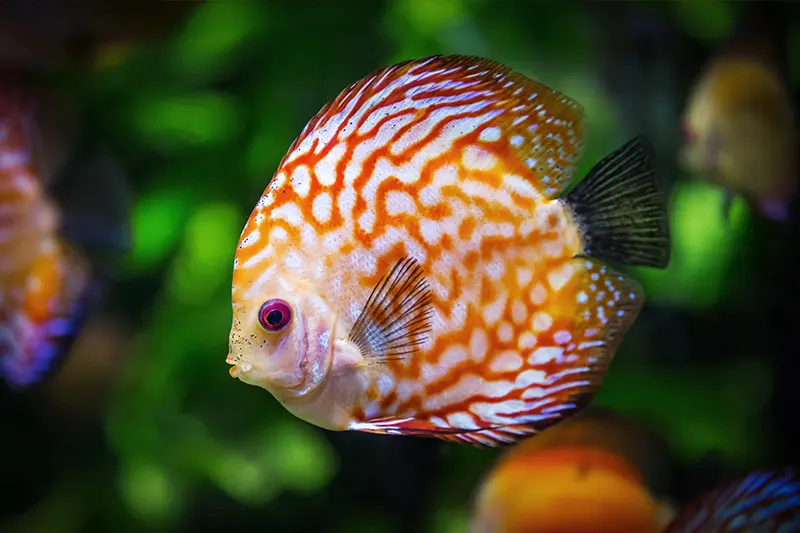 Spotted-and-Patterned-Discus-Breeding