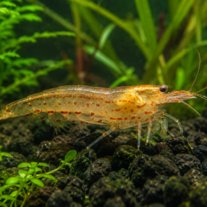 Sun Orange Amano shrimp