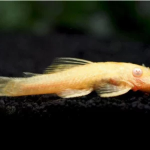 Albino ancistrus, bristlenose pleco