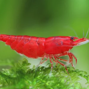 bloody mary shrimp, Neocaridina