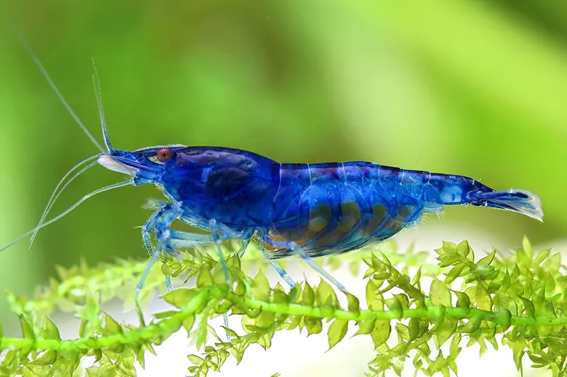 blue-dream-shrimp-for-sale-online