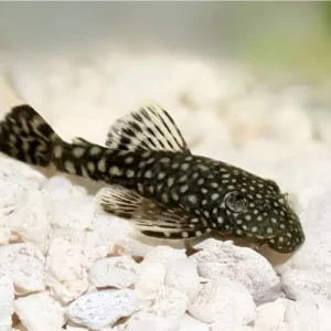 Bristlenose ancistrus,bristlenose pleco