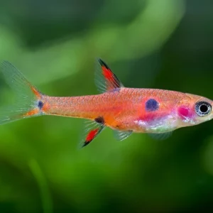 rasbora maculata, dwarf rasbora