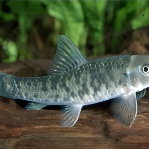 garra rufa,spa fish