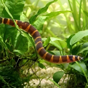 kuhli loach, pangio