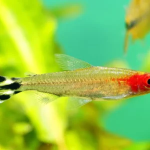 Rummy Nose Tetra