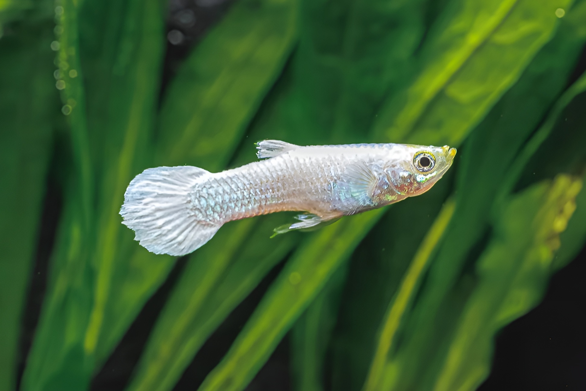 snow-white-guppy-1 platinum snow white guppy