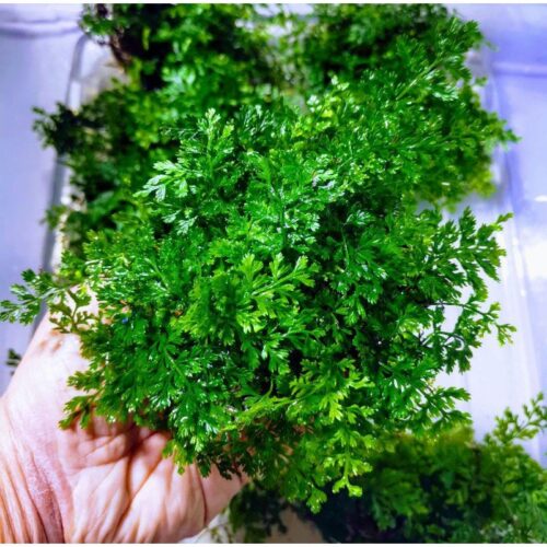 Mediterranean Fern 15 - 25cm - IN STOCK