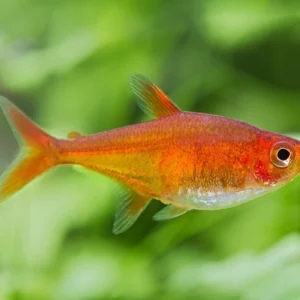 ember tetra,Hyphessobrycon amandae
