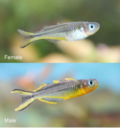 Forktail Rainbowfish - IN STOCK
