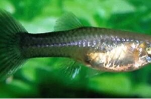 Green Moscow female guppy