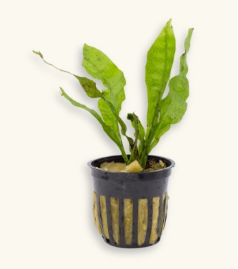 Java Fern 12CM  - SOLD OUT