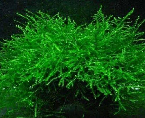 Java Moss  - 5 x 5cm SOLD OUT