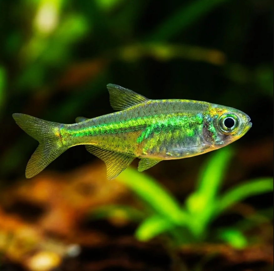 Kubotai rasbora
