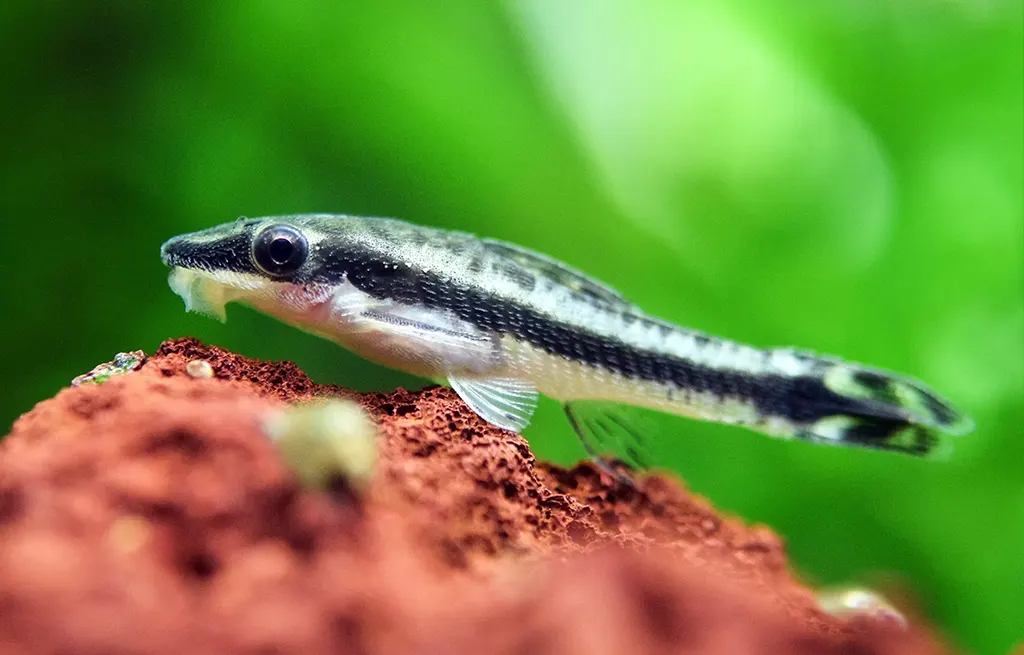 Nano and Community Fish