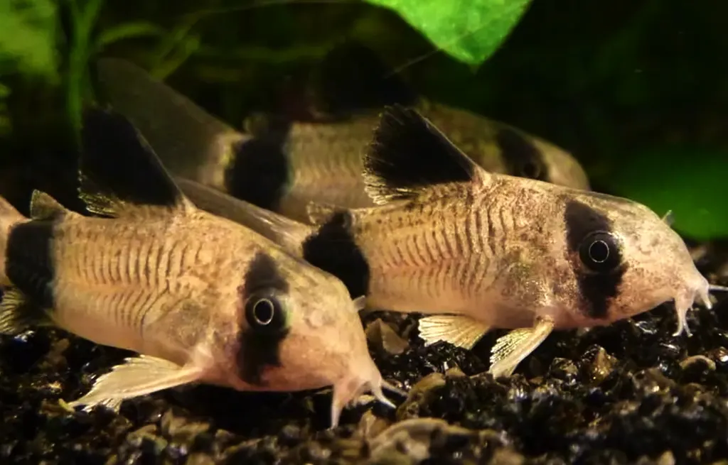 Nano and Community Fish