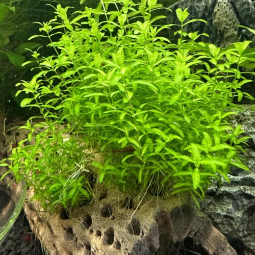 Pearl Weed - Potted - SOLD OUT