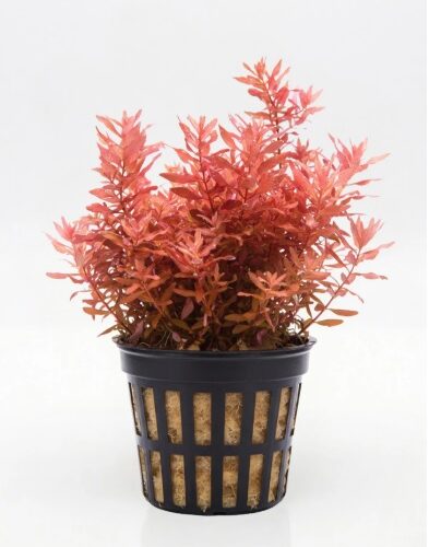 Rotala Macranda Potted - BACK IN STOCK