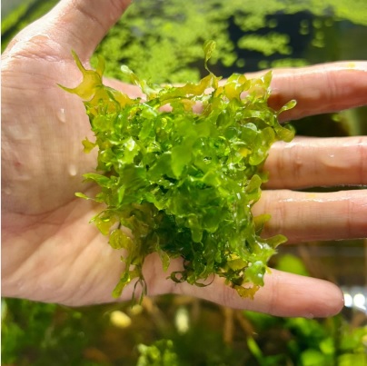 Subwassertang 10X10CM IN STOCK