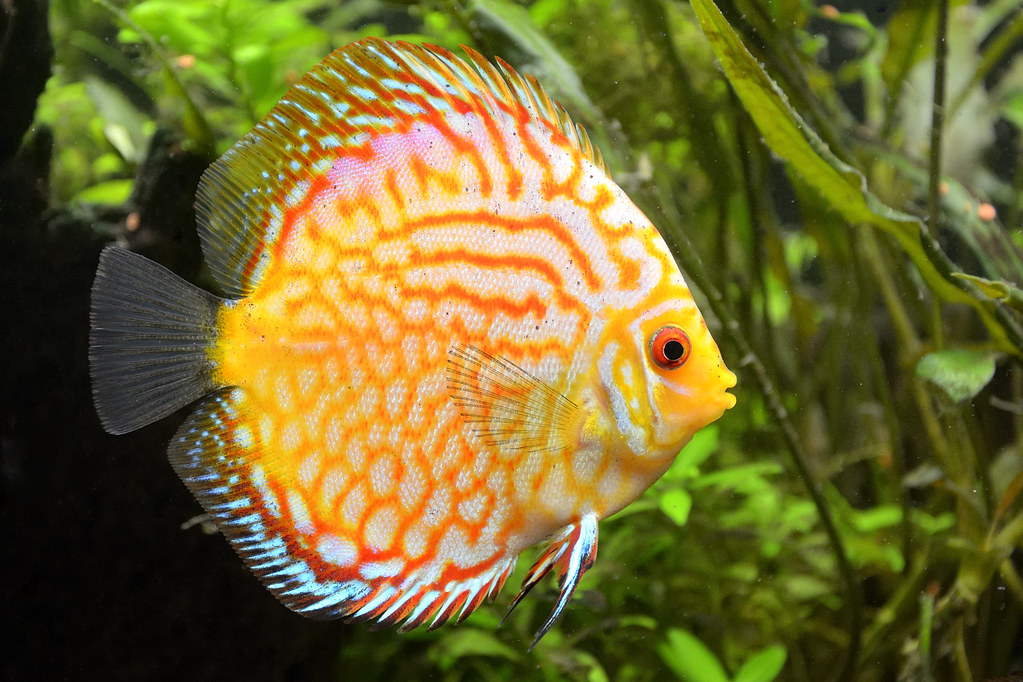 Yellow Checker,Yellow Pigeon Blood Discus