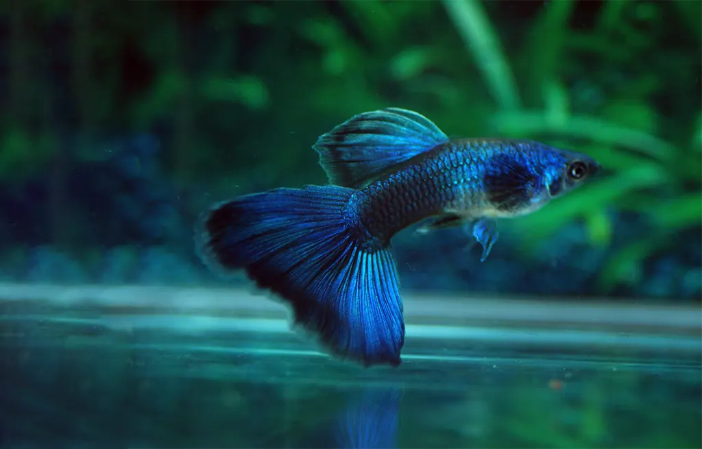 Nano and Community Fish