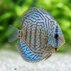 blue-turquoise-discus