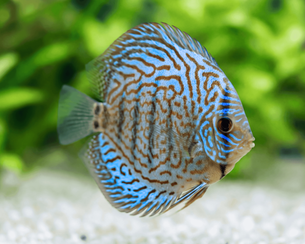 blue-turquoise-discus
