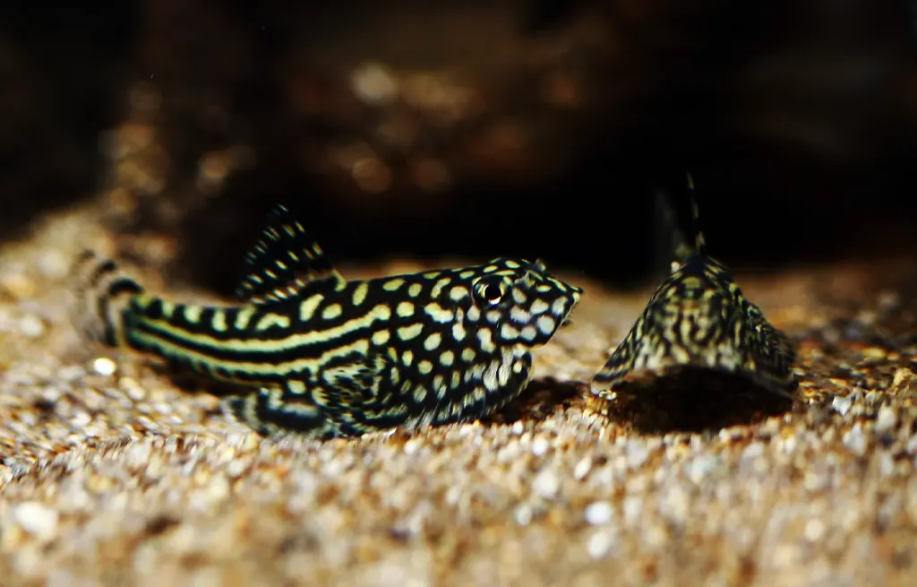 Nano and Community Fish