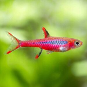 chili rasbora, mosquito rasbora, nano rasbora