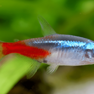 neon tetra fish for Sale Online South Africa
