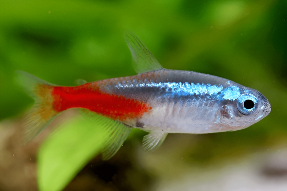 neon tetra fish for Sale Online South Africa