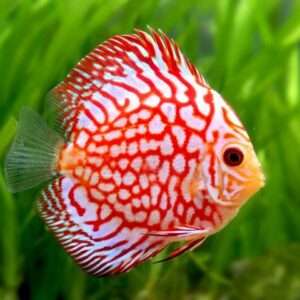 Red Checkerboard Discus