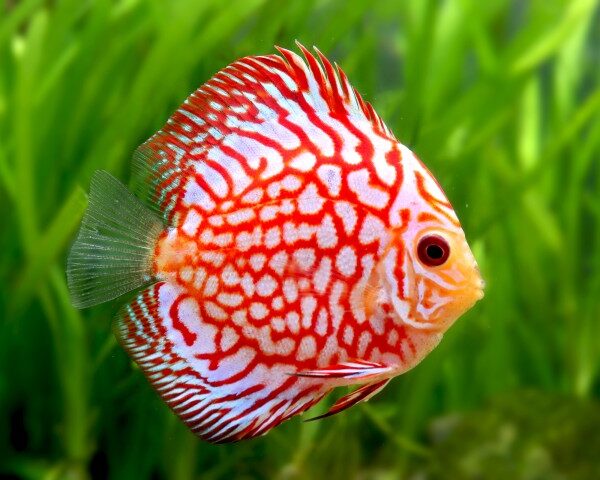 Red Checkerboard Discus