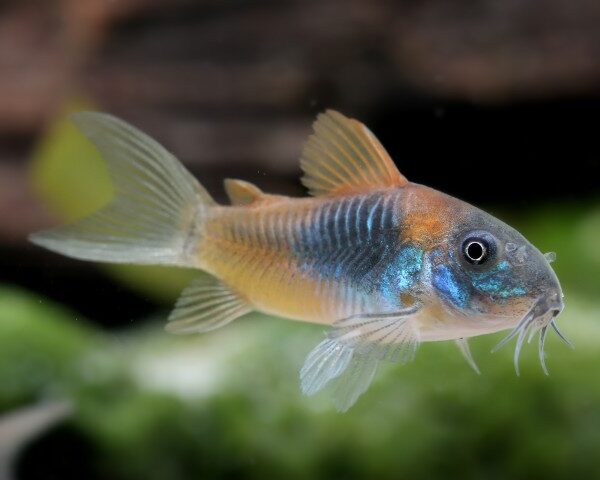 venezuelan-cory venezuela cory, orange venezuelan corydora