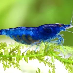blue dream shrimp