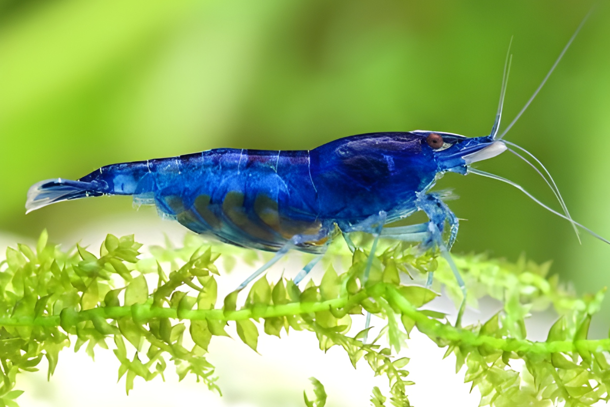 Blue-Dream-shrimp-2 blue dream shrimp