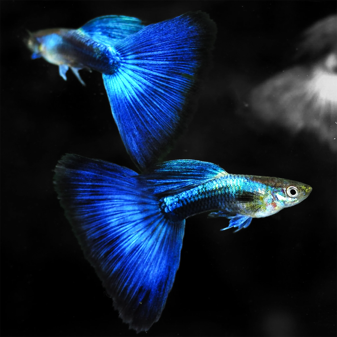 Breeding-guppies-blue-moscow