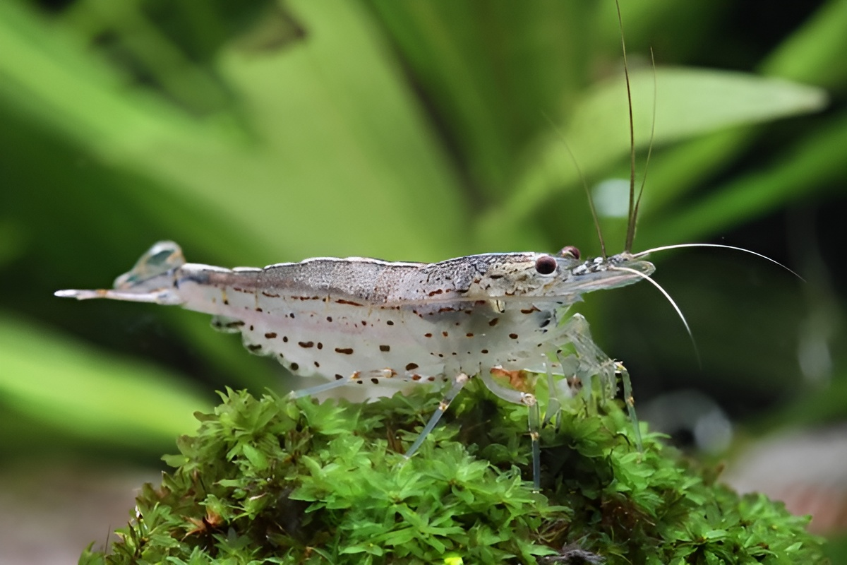 Caridina-multidentata Amano shrimp, Caridina shrimp